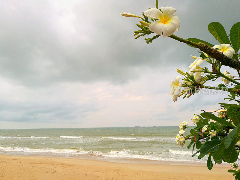 白色的花。沙滩上的海浪和雨后的晚霞背景