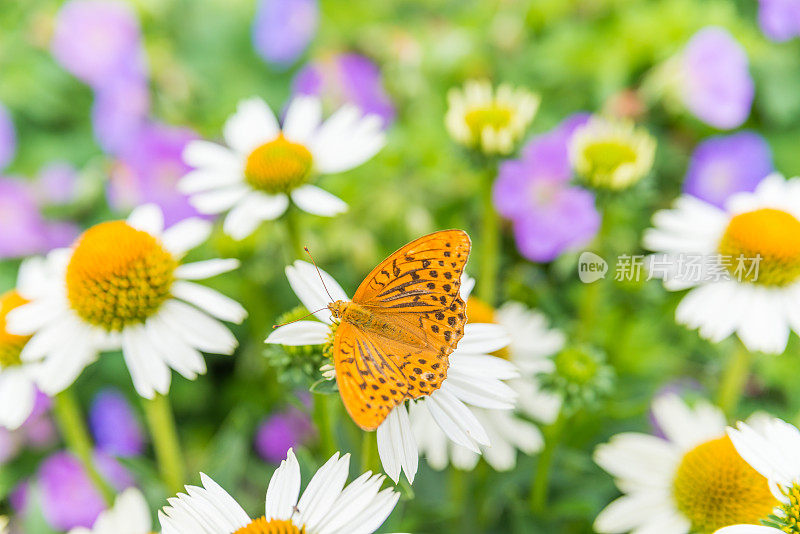 蝴蝶在紫锥菊