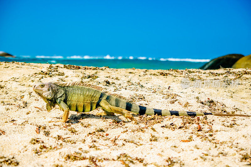 哥伦比亚泰罗纳国家公园海滩上的鬣蜥