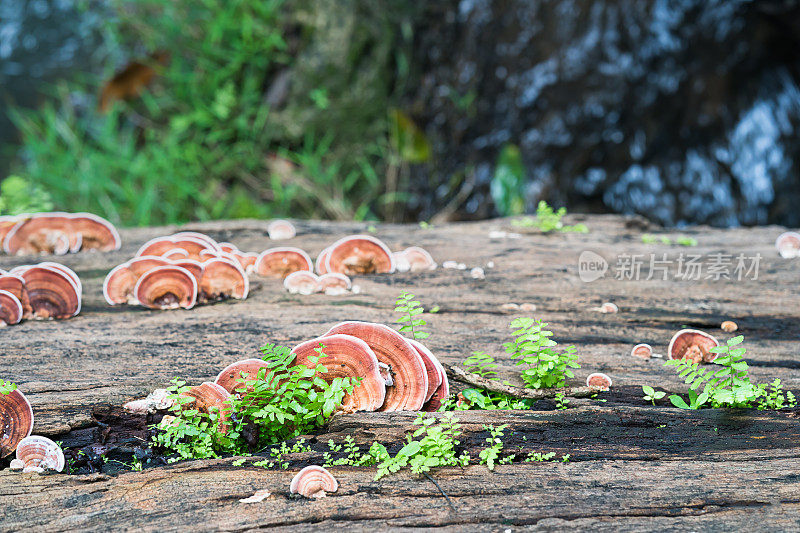 蘑菇在木材上的特写镜头