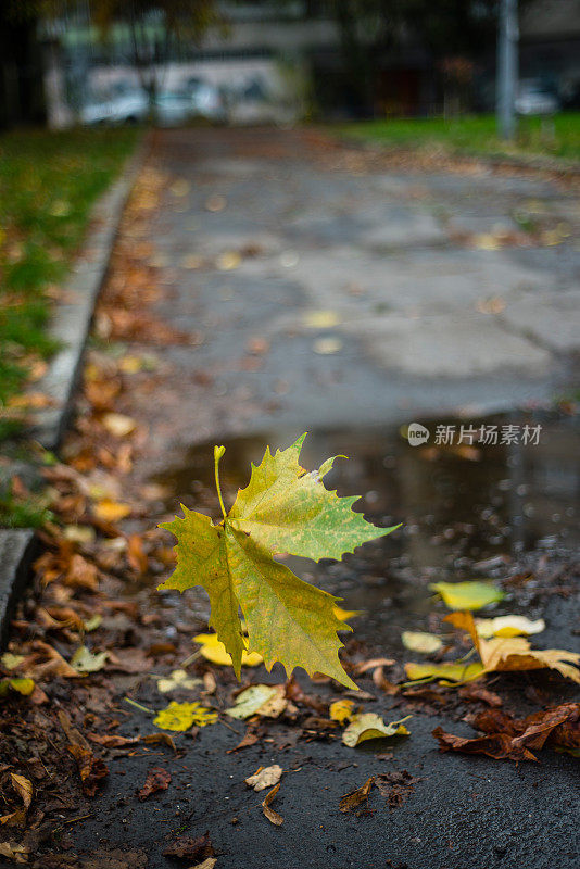 秋冬的落叶来了