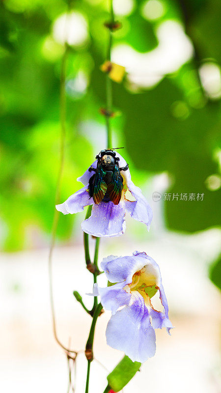 亚洲大黑蜂