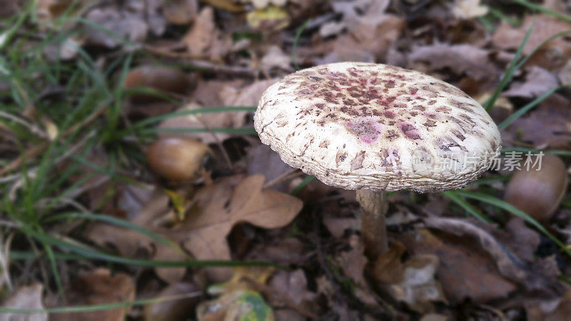 秋林蘑菇