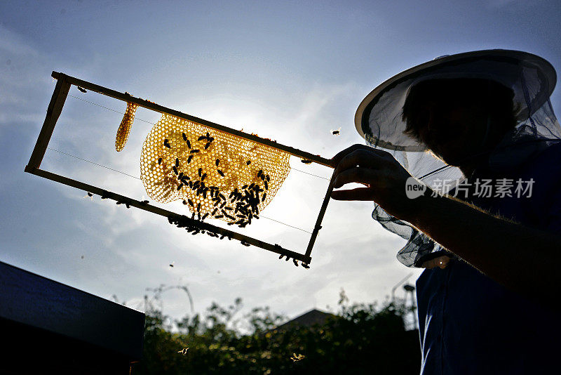 养蜂人轮廓。养蜂人拿着一个带蜂巢的木框架。