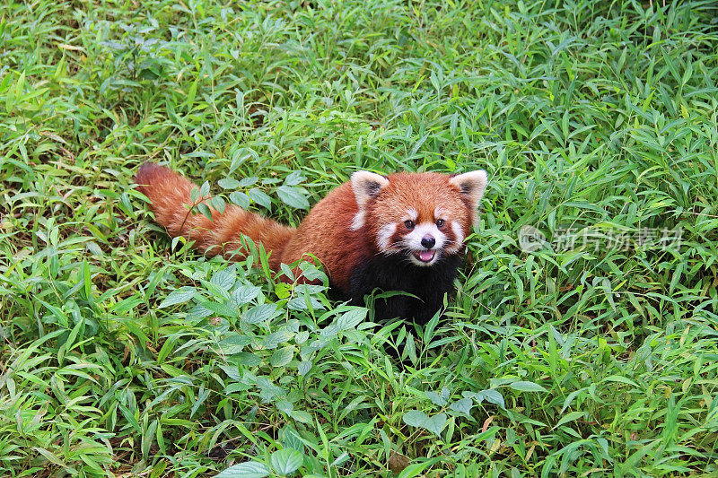 火狐，中国成都的小熊猫。