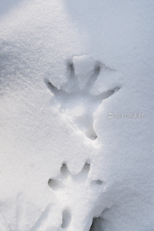 雪地里有手印