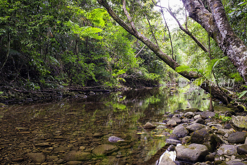 昆士兰北部丹特里雨林国家公园的小溪