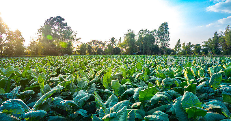 农业中烟草种植及烟叶种植。