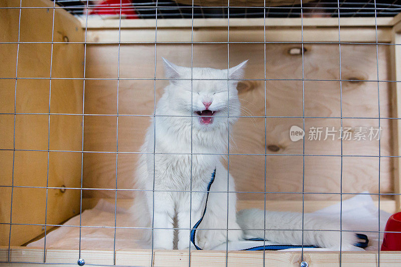 猫在动物收容所的笼子里