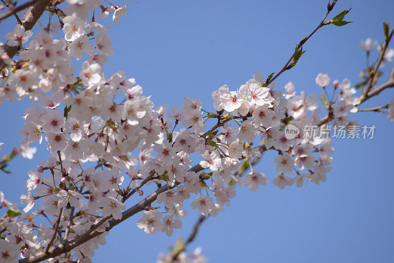 sakura2018spring