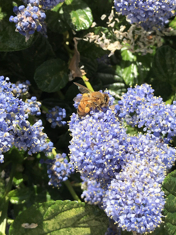 蜜蜂为加利福尼亚丁香花授粉