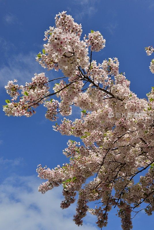 樱花树，泽西岛，英国