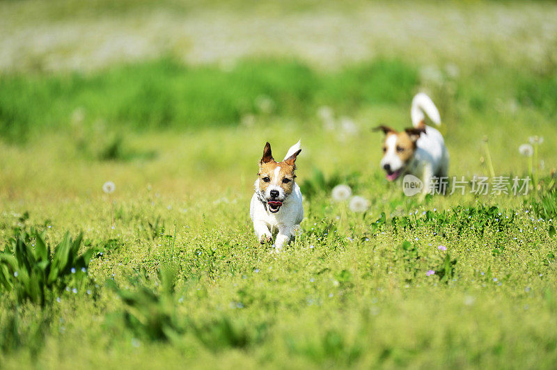 两只杰克罗素梗犬在公园里玩耍