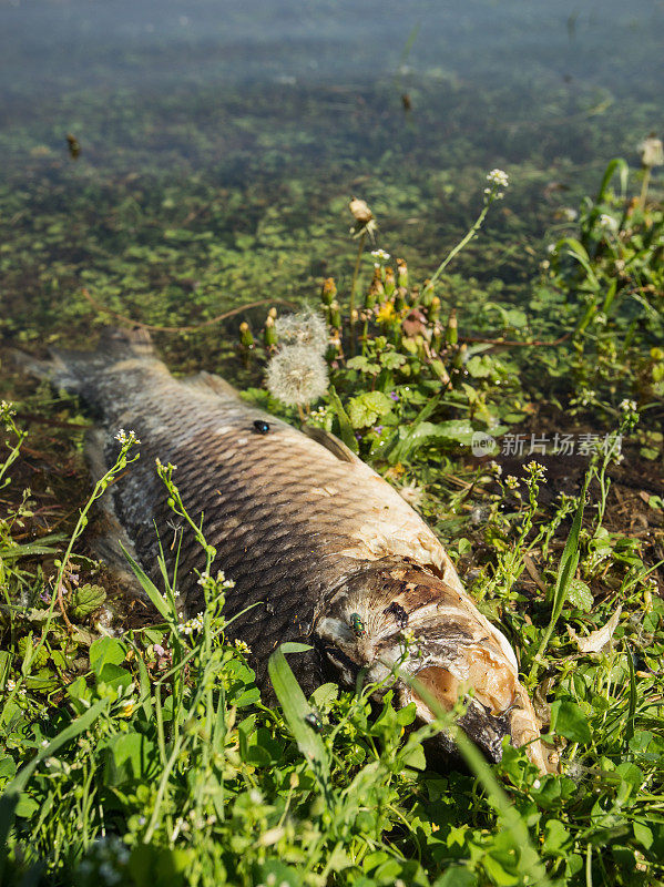 水质污染-死鱼尸体在浅水中腐烂