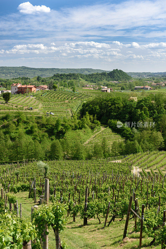 Valdobbiadene(电视)普罗塞克葡萄酒的土地4