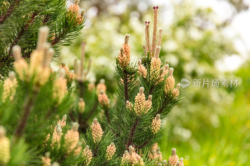 针叶植物-松树