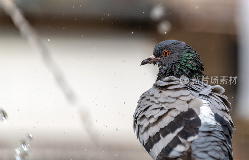 鸽子在喷泉里给鸟洗澡