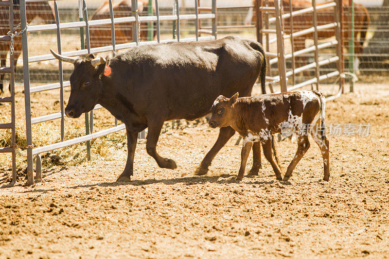 在美国犹他州盐湖城的牧场牧场放牧牛、牛、小牛肉