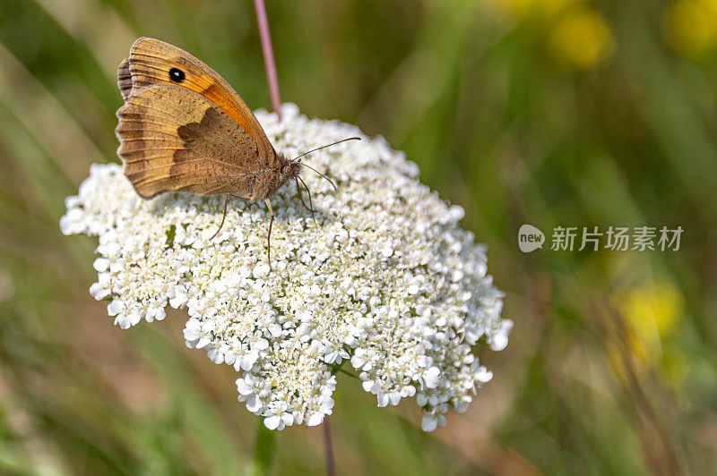 守门人蝴蝶在一朵白花上