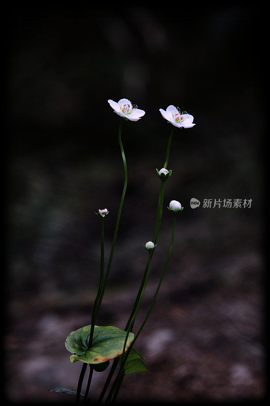 705年在韩国野花