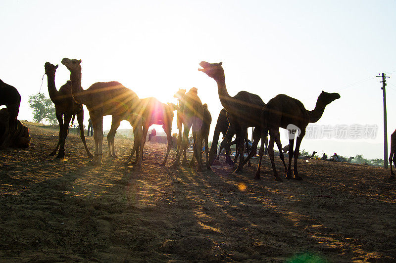 骆驼放牧，普什卡集市，印度拉贾斯坦邦