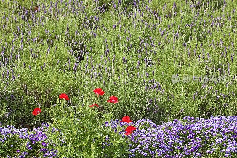 红罂粟花、三色堇、薰衣草大田花坛休闲景观
