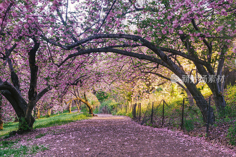 傍晚，纽约中央公园小径穿过盛开的樱花树