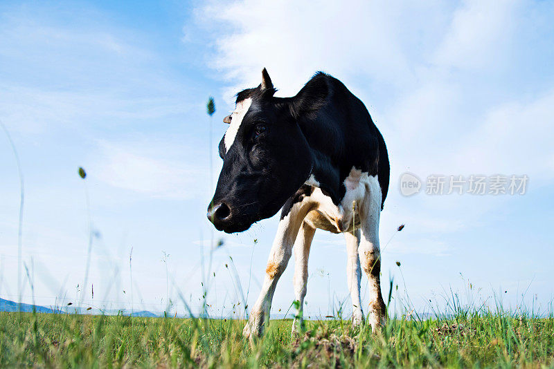 绿草地上的牛