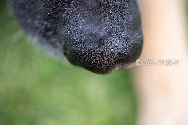 德国牧羊犬的鼻子