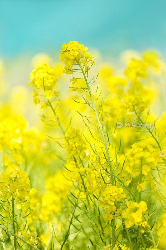 油菜花在春天