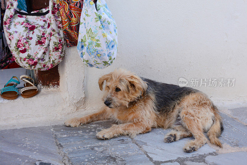 希腊圣托里尼岛可爱的流浪狗