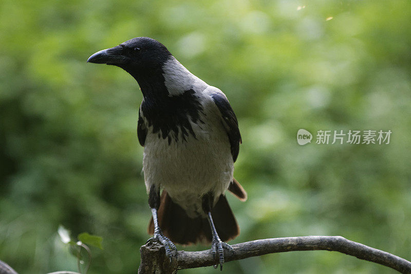 冠鸦(乌鸦)