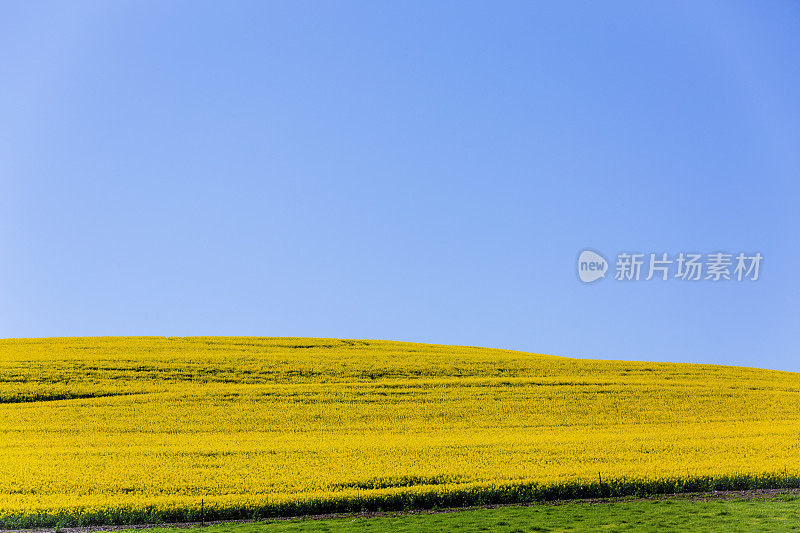 油菜的领域