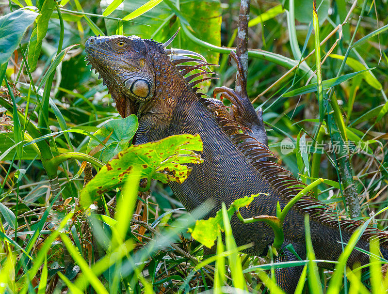 哥斯达黎加托图盖罗国家公园的绿鬣蜥