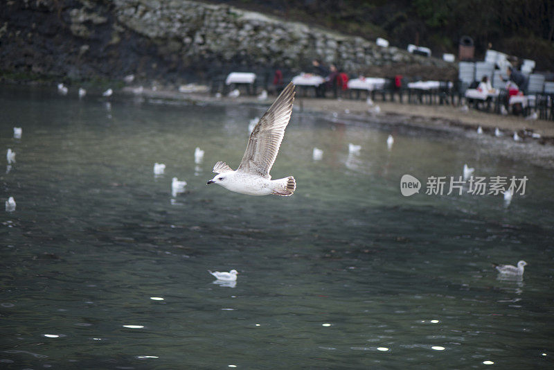 海鸥在海面上飞翔