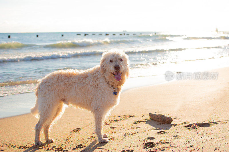 快乐的拉布拉多犬在海滩上玩耍