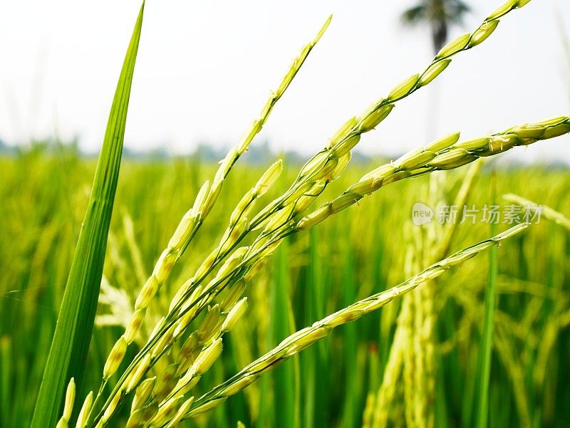 黄色水稻植株的特写