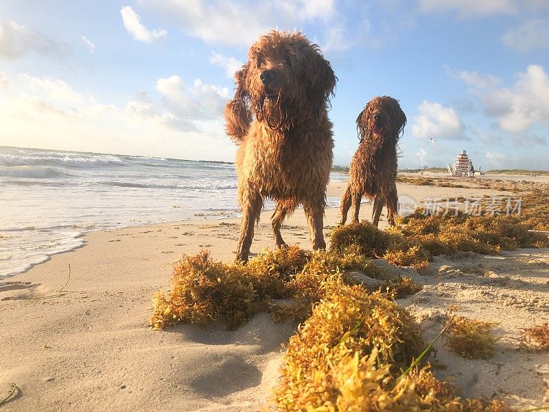 快乐的狗在海滩