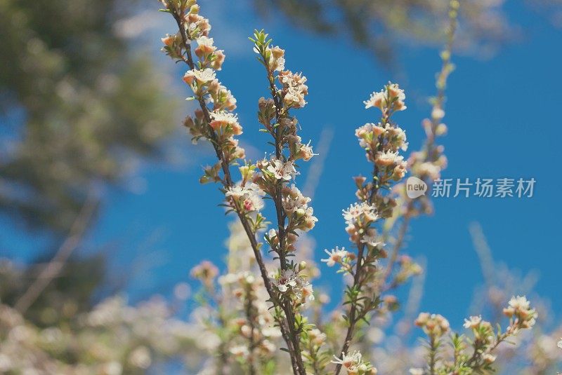 卡努卡（昆泽亚埃里诺德）茶树