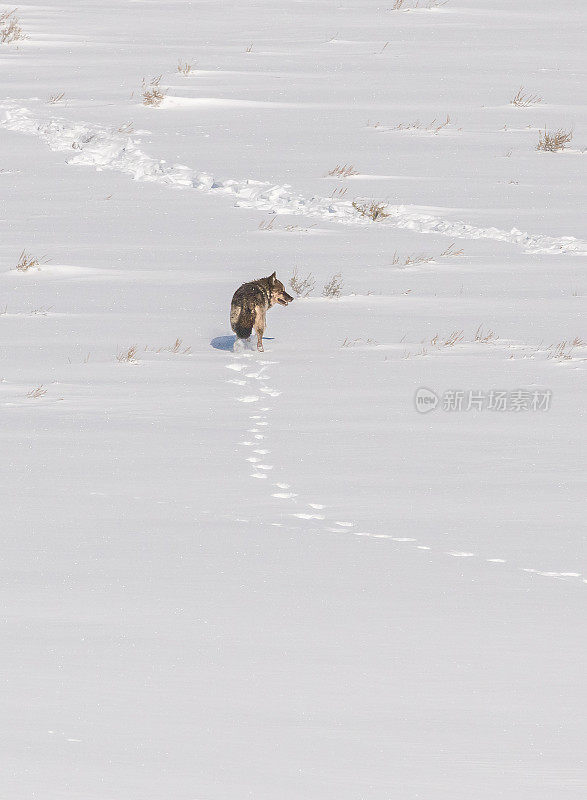 美国黄石公园3月下雪的狼