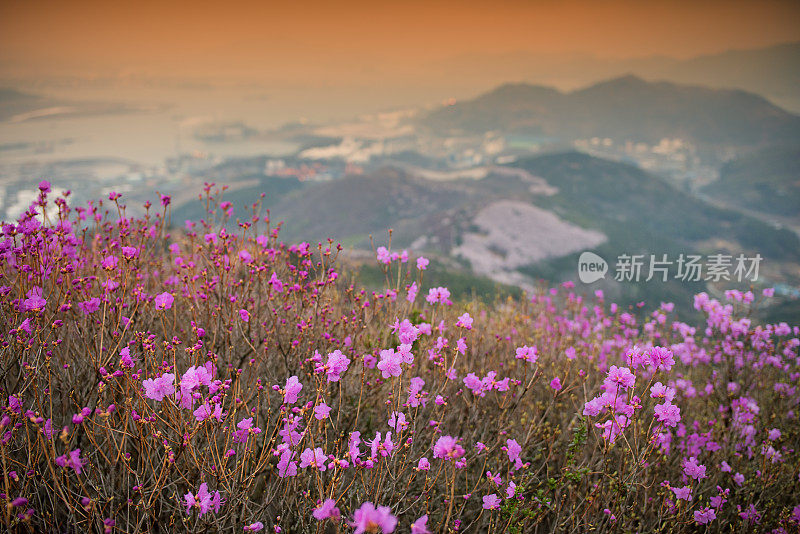 杜鹃花领域