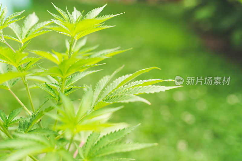 大麻植物的特写镜头