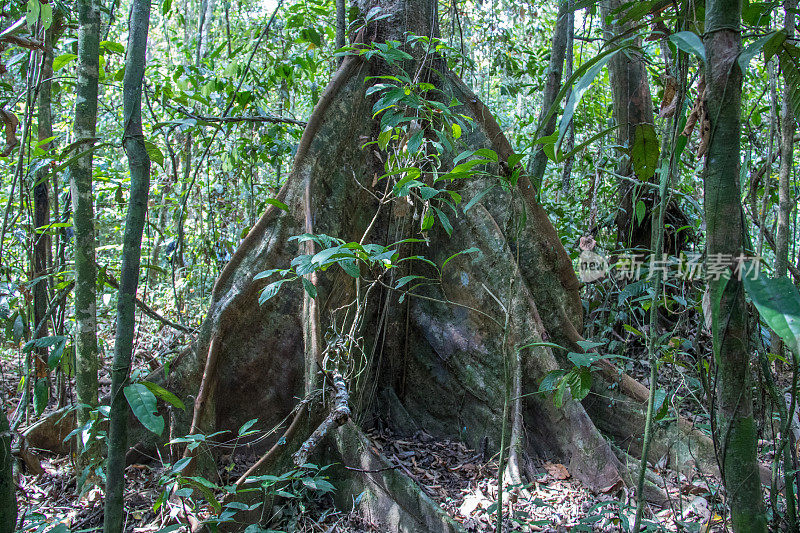 马来西亚:Kinabatangan