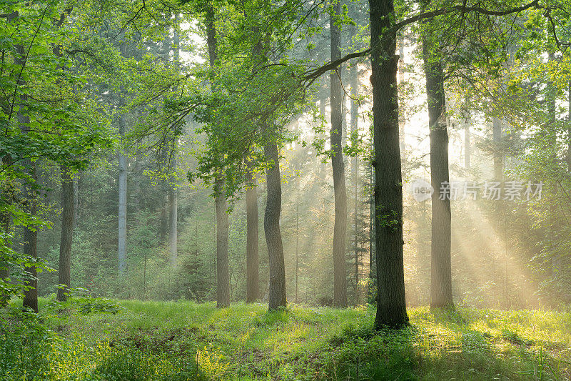 清晨的阳光在雾中的森林里