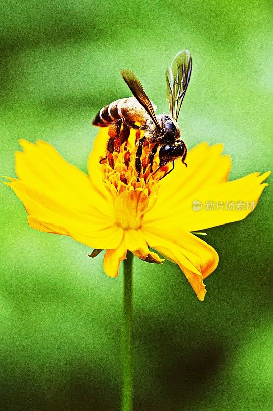 蜜蜂靠近了黄花的花粉。