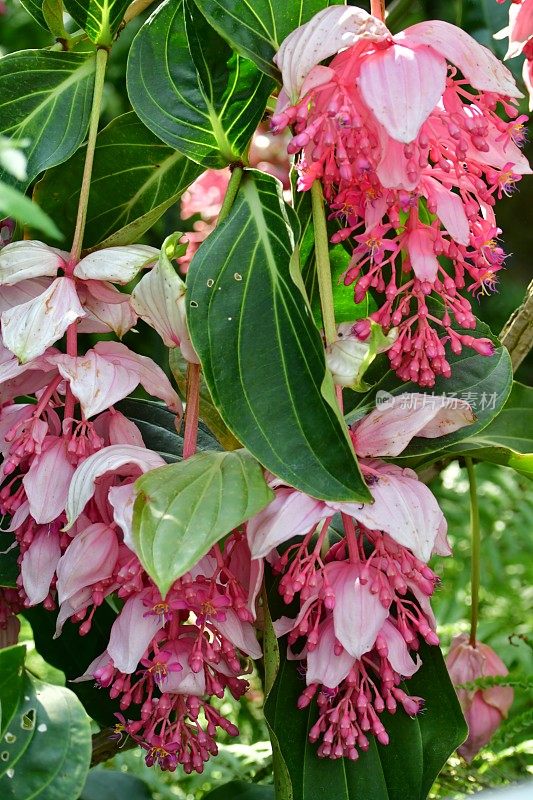 伟大的Medinilla