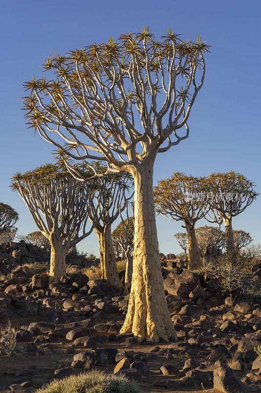 高耸的箭袋树在箭袋树森林，南纳米比亚