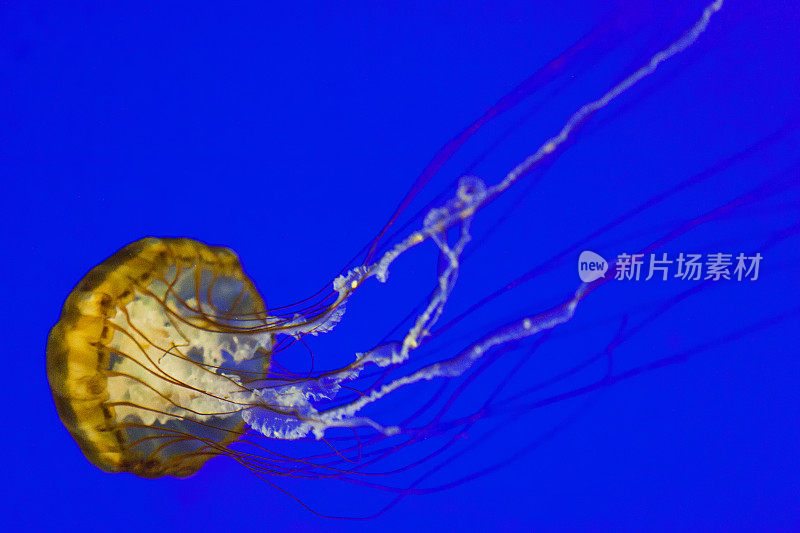 西海岸海荨麻水母