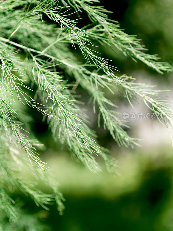 芦笋植株顶部