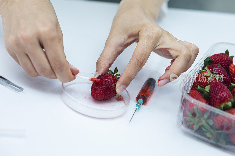 女性科学家检查水果的转基因痕迹